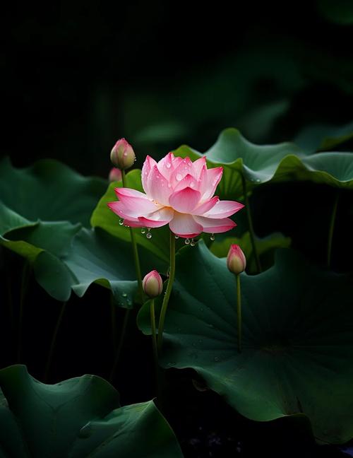 莲花梦迟(一蓑烟雨)