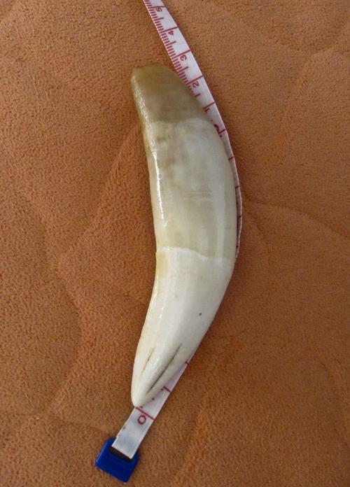 虎牙值多少钱