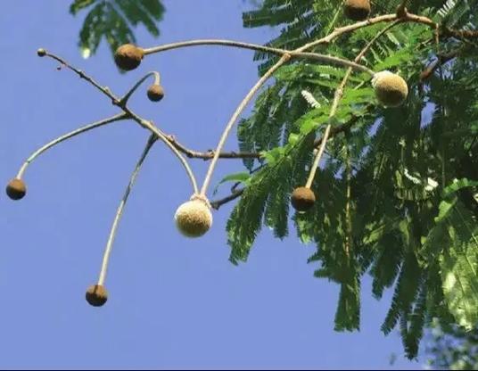 珠花豆