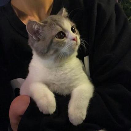 爱猫温柔的男生头像