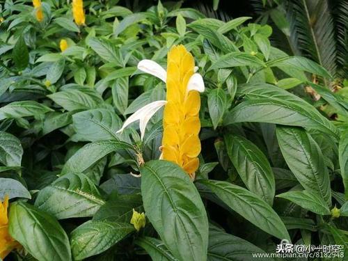 花花世界最经典十句话