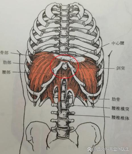 两肋中间胃上方摸到一个硬块