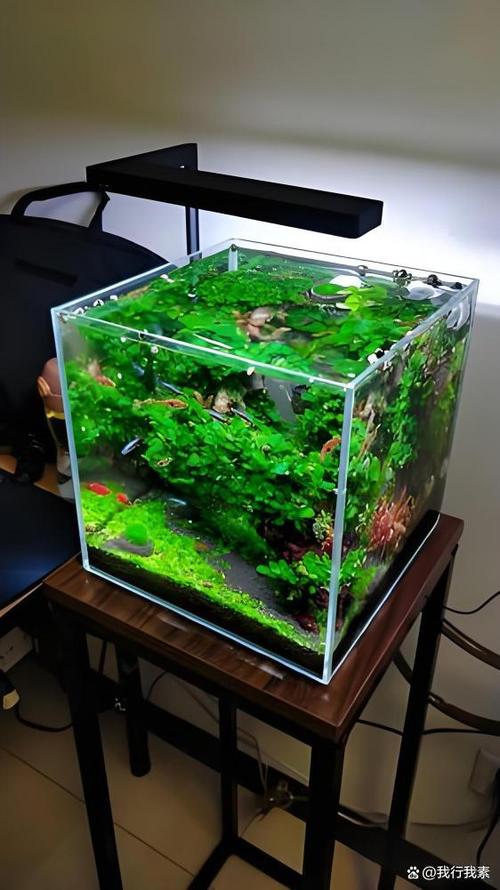鱼缸水清澈要换水吗