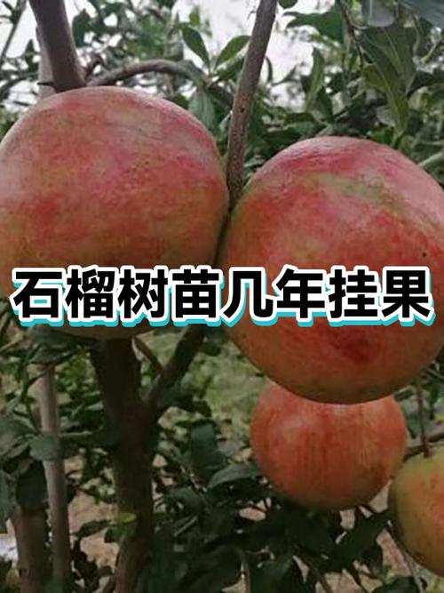 石榴树苗出售