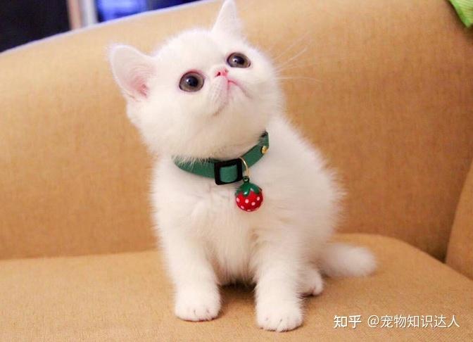 养什么猫