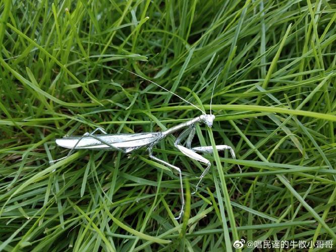 银色的螳螂游戏截图