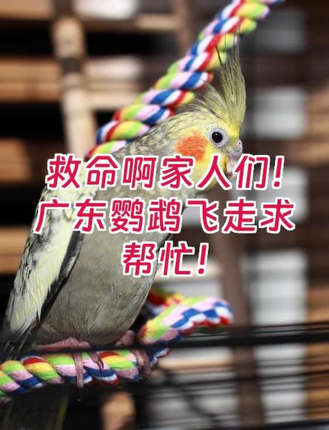 鹦鹉不小心飞走了怎么办