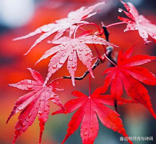 风中的红叶