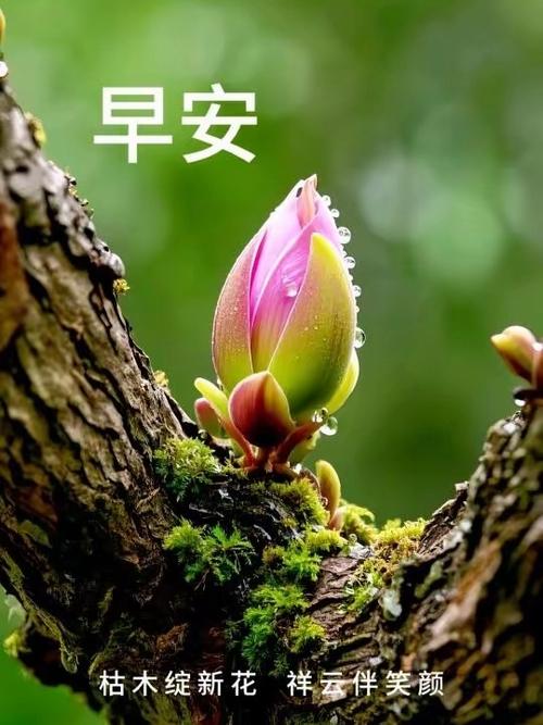 雨露计划怎么写图标