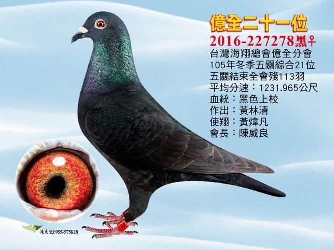 台湾十大鸽系