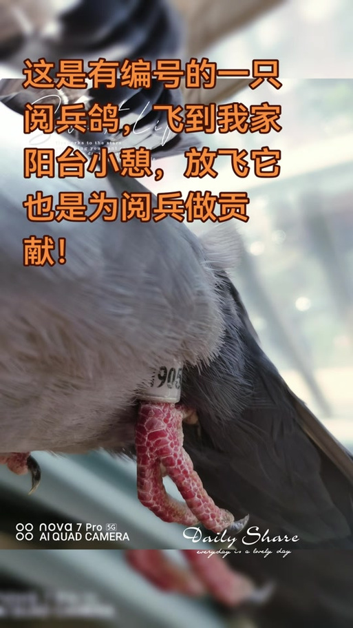 捡到带脚环的鸽子能卖吗