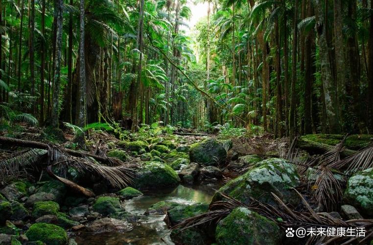 热带雨林官网