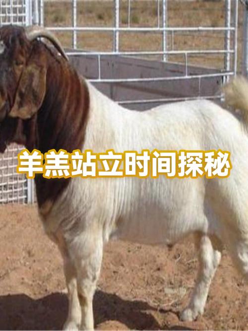 羊下完羔子站不起来怎么办