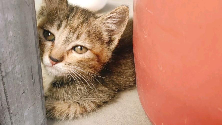 花猫直播平台是做啥的