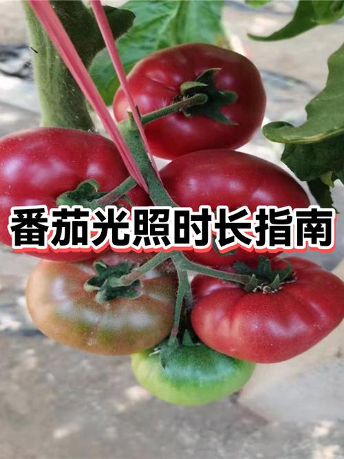 番茄领时长怎么关闭