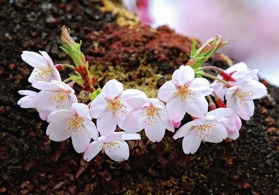 灵魂INSERT樱花