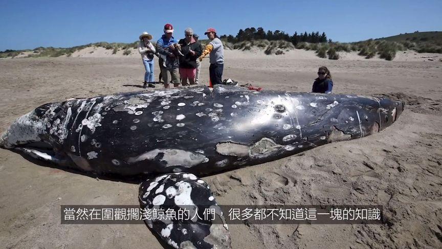 死去的鲸鱼为什么不能靠近