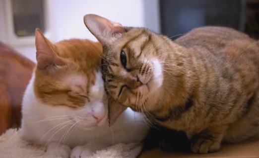 猫咪一边蹭人一边叫