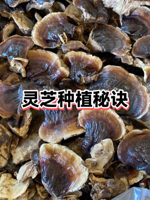 种植灵芝小说