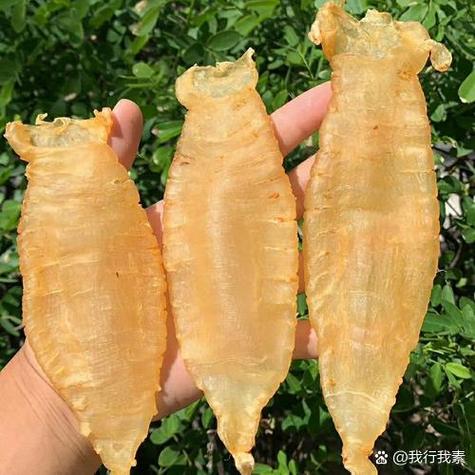 鱼胶发霉后如何正确处理
