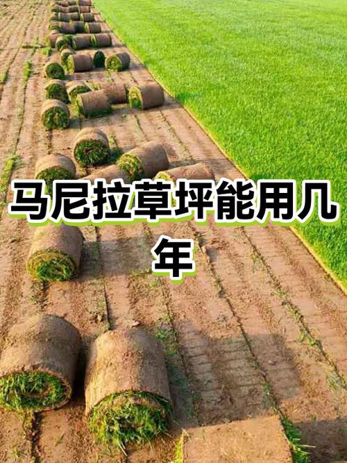 马尼拉草坪寿命为多久
