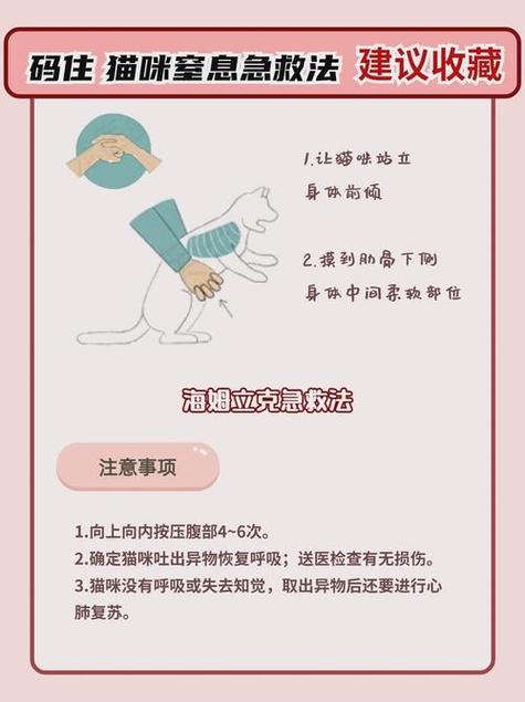 猫咪急救步骤