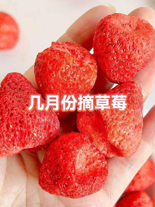 摘草莓是几月份