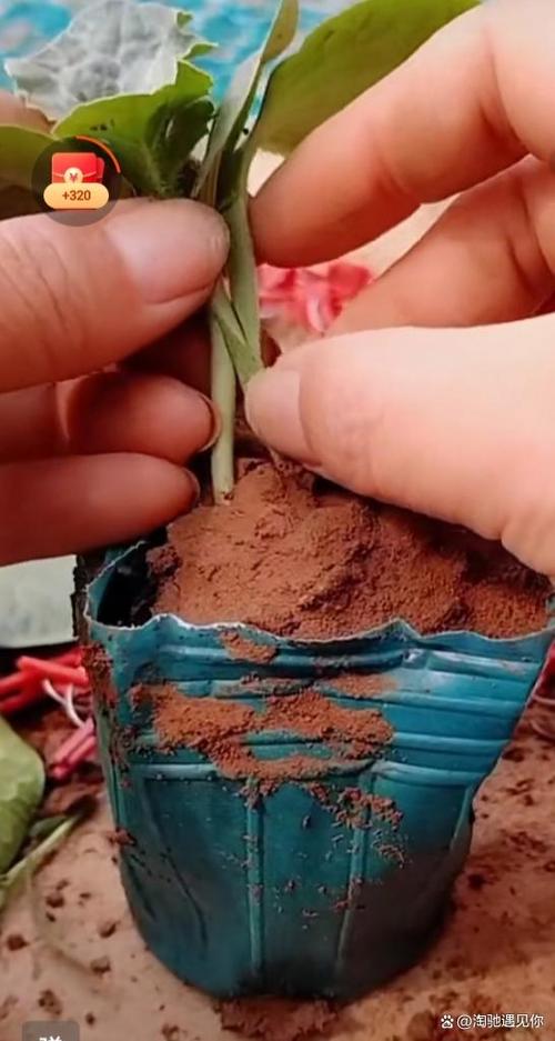 西瓜靠接缩略图
