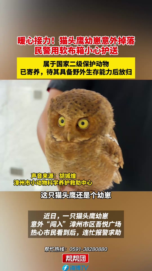 猫头鹰是保护动物吗