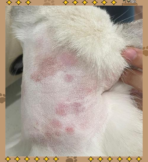 猫咪对什么花过敏