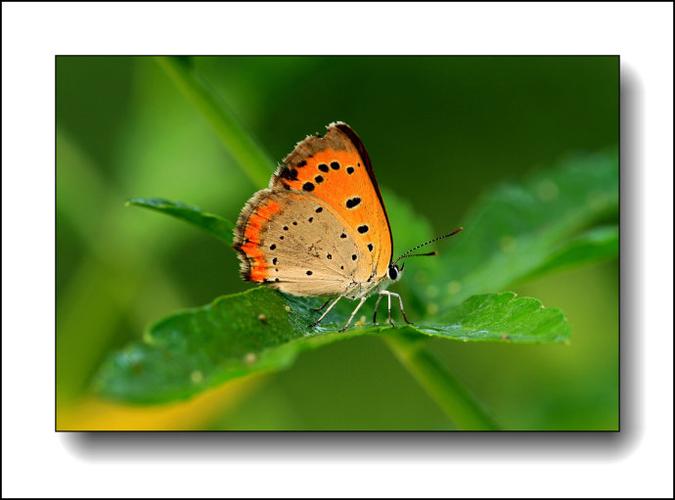 butterfly蛊惑的幼虫攻略游戏截图