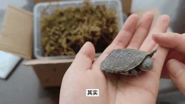 乌龟不动了是不是死了