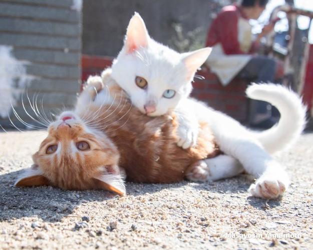 小猫与我一起玩耍的场景