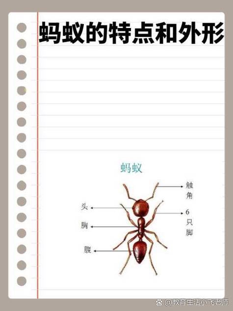 蚂蚁有什么特点