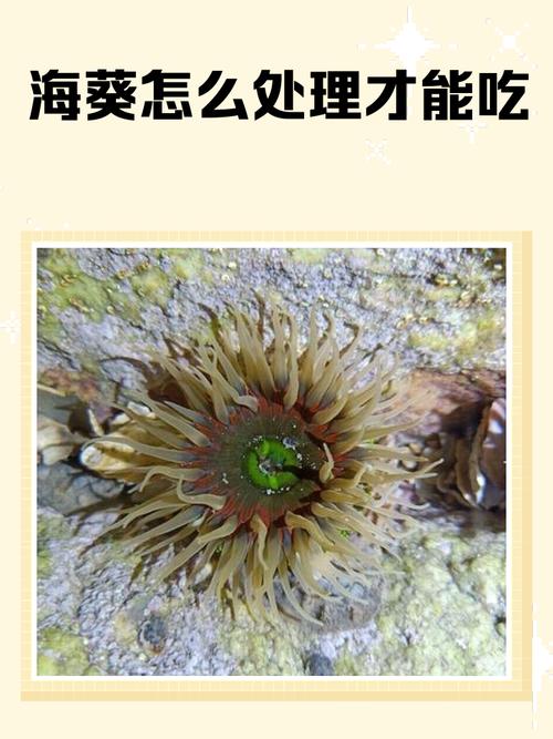海葵结局解析