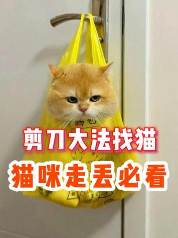 猫丢了找猫的窍门