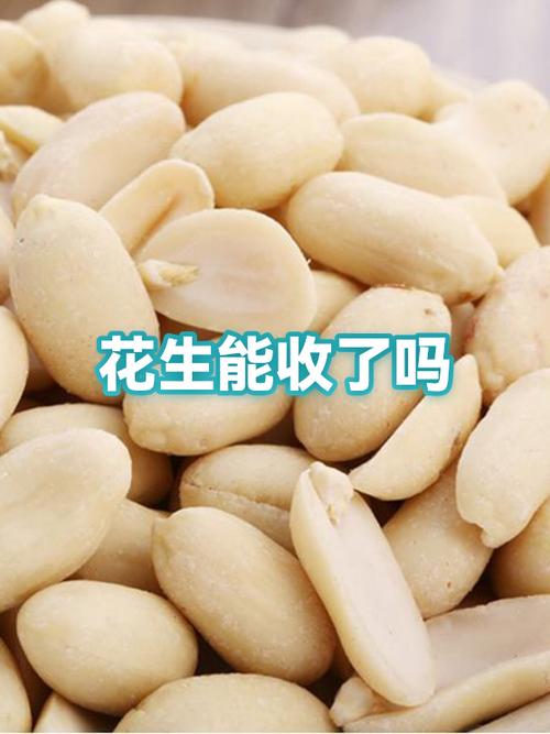 收花生米赚钱吗