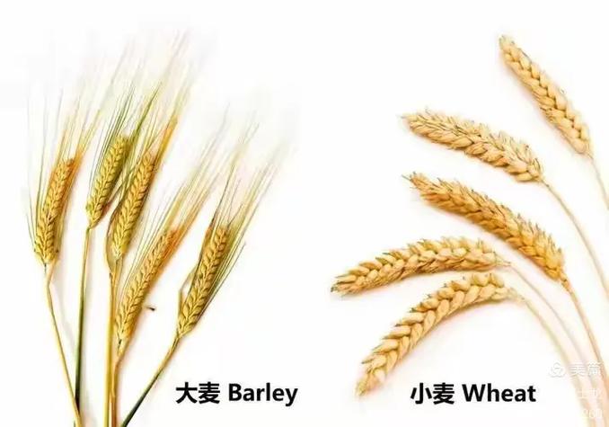 小麦和大麦的图片