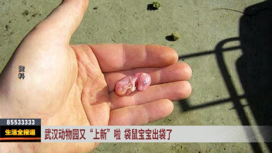袋鼠一次生几个宝宝