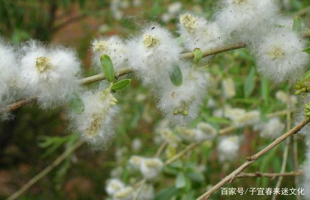 落红难缀