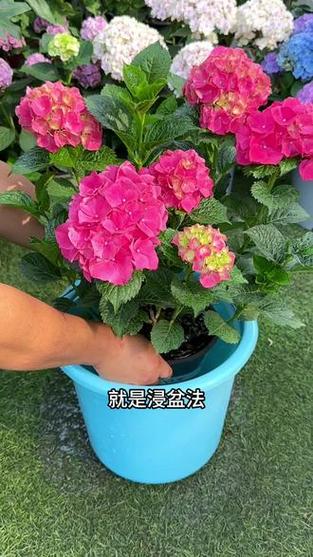 绣球花如何养护和浇水