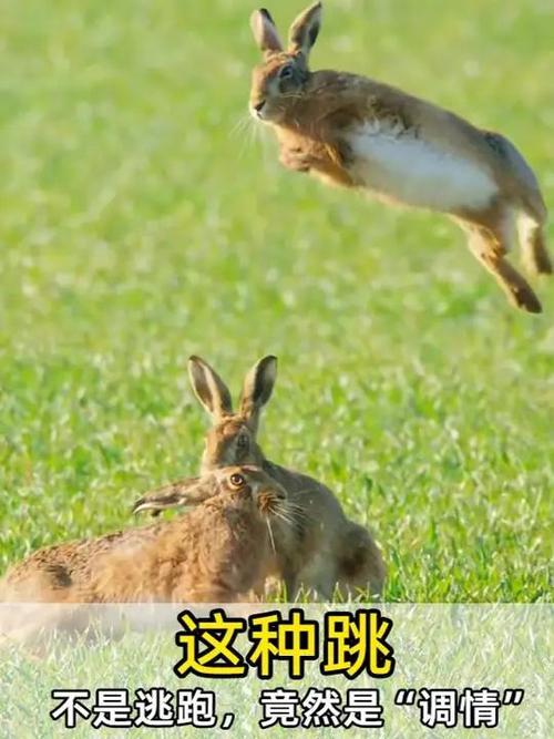兔子跳来跳去是什么意思
