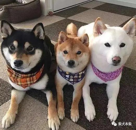 黑柴和黄柴