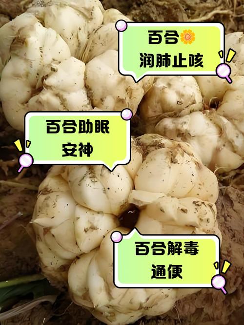 野生百合能吃吗截图