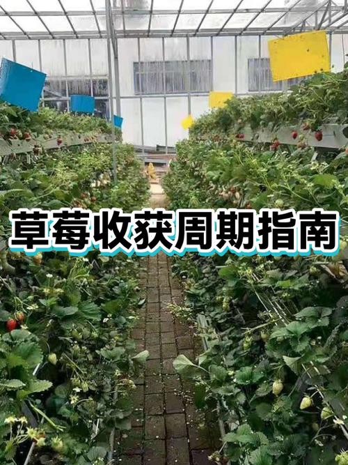 草莓转手赚