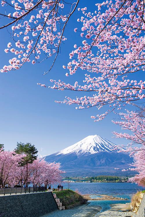 日本的樱花