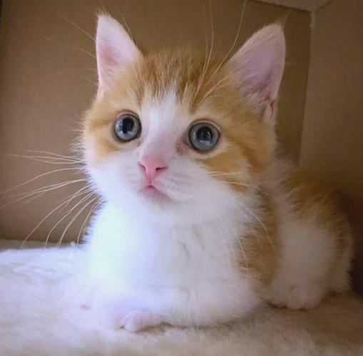 什么人养橘猫最旺