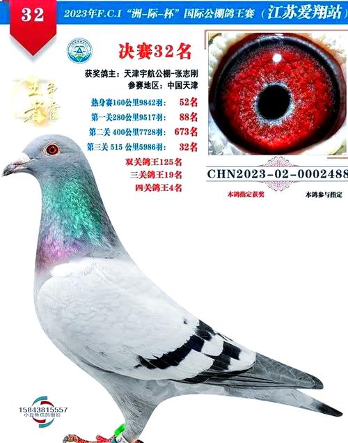 免费查鸽子全部成绩