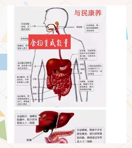 能量在人体内的作用