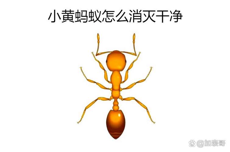 工蚁宝是什么
